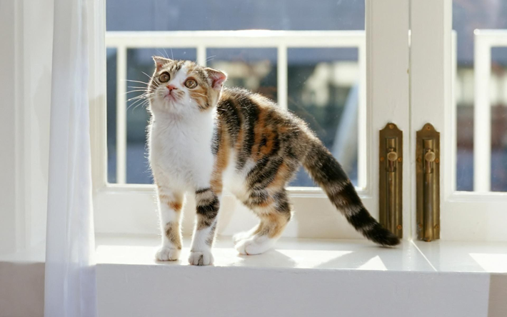 Сетки антикошка и кот на окне
